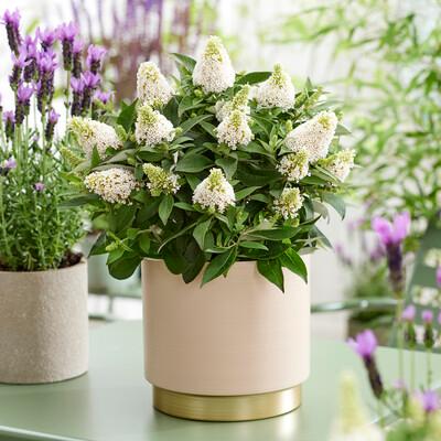 Buddleia Little Rockstars White