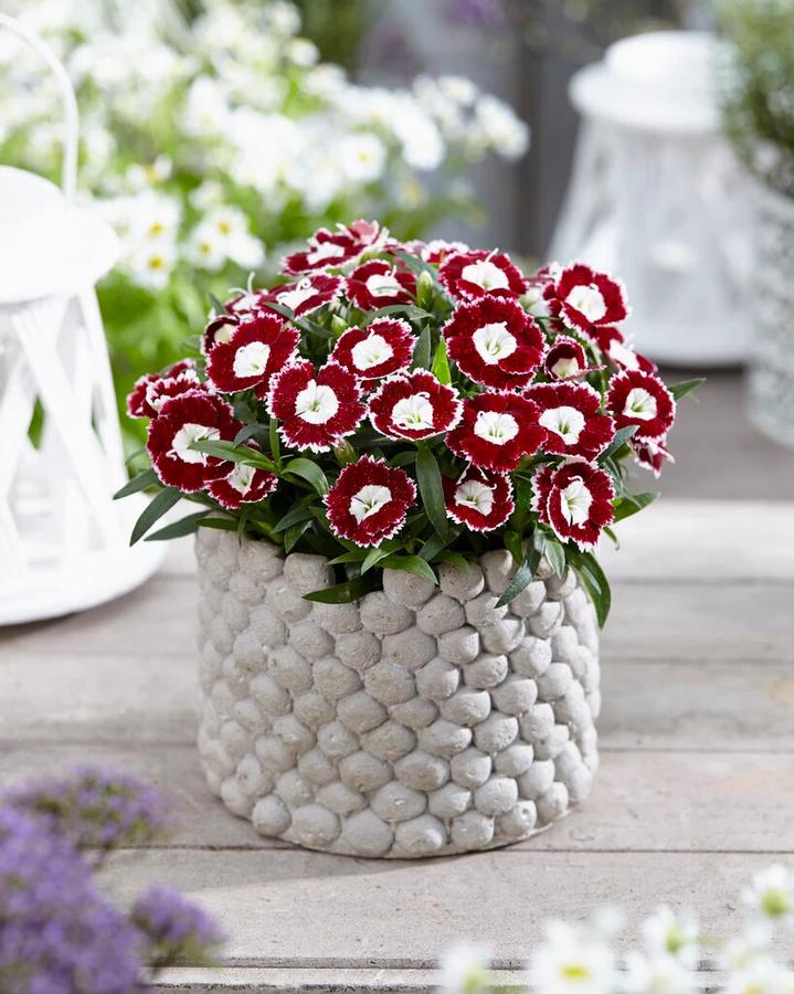 Dianthus Beauties® Olivia Sweet