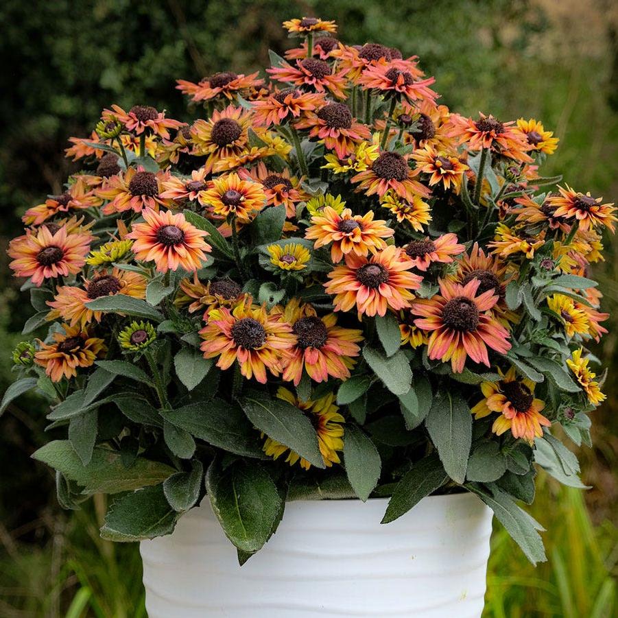 Echibeckia™ Summerina Glow® Dizz