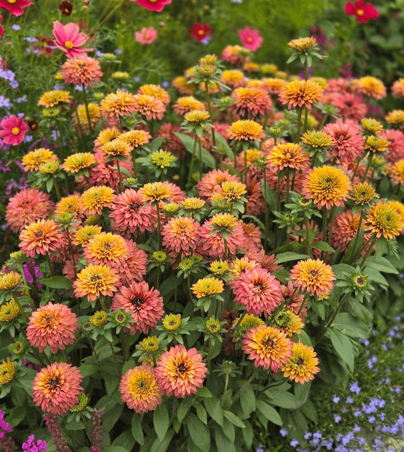 Echibeckia™ Summerina Glow® Sugar Shake