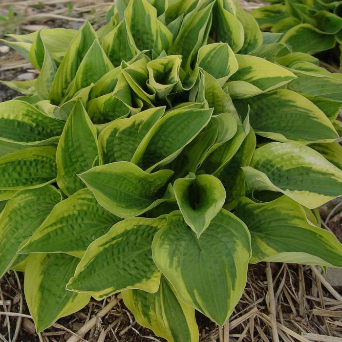 Hosta fortunei Aureo-marginata