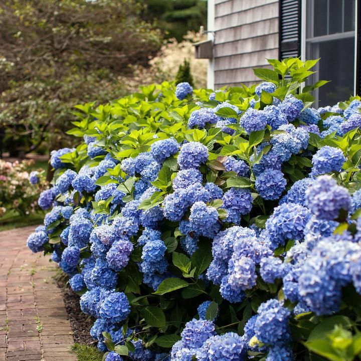 Hydrangea macrophylla Endless Summer® PP15298