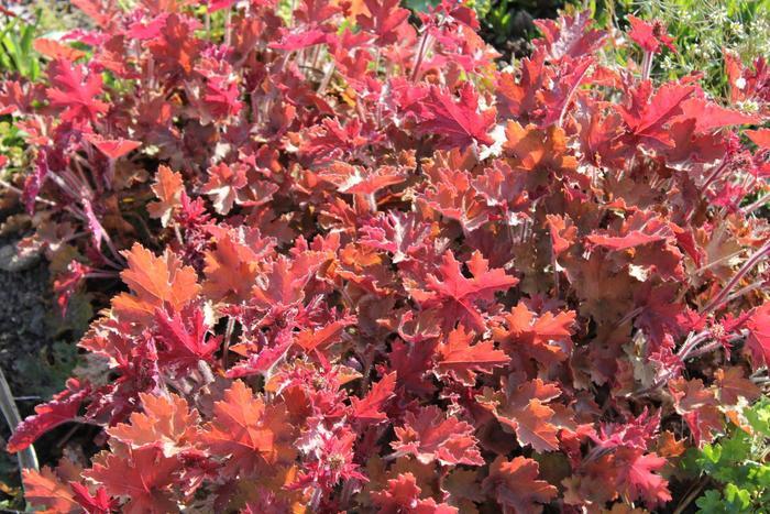 Heuchera Mango