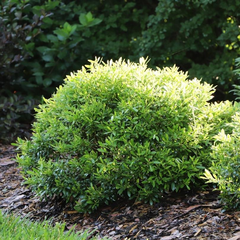 Ilex glabra Gem Box Prime™ PPAF