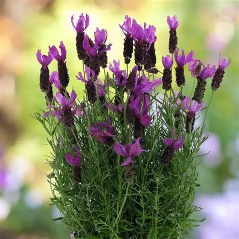 Lavandula La Diva Berry Bountiful