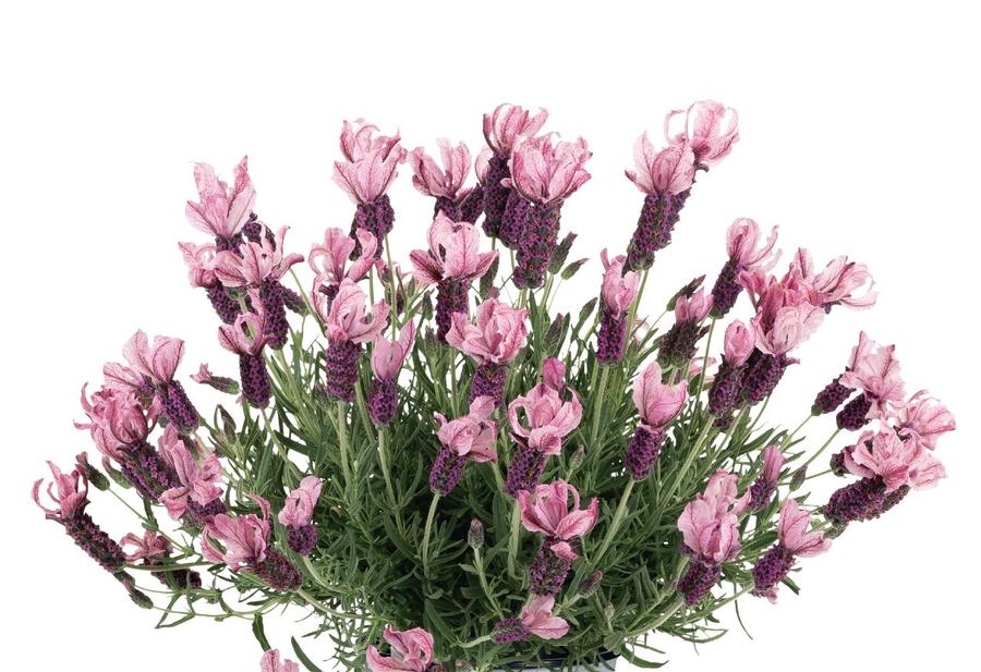 Lavandula La Diva Berry Rosy
