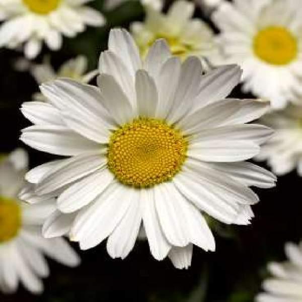 Leucanthemum Flower Power PP35425