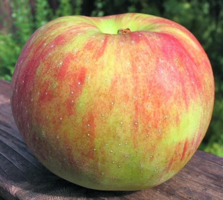 Apple Semi-Dwarf Summer Rambo