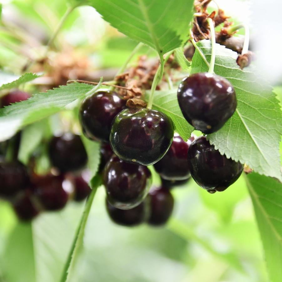 Cherry Semi-Dwarf Black Republican