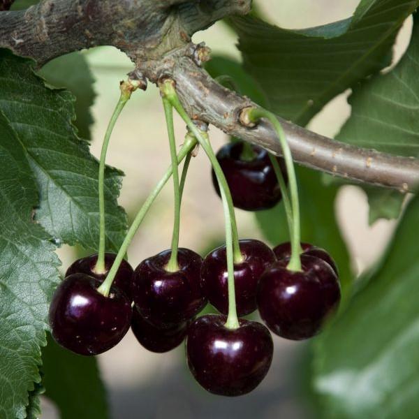 Cherry Semi-Dwarf Black Tartarian (sweet)