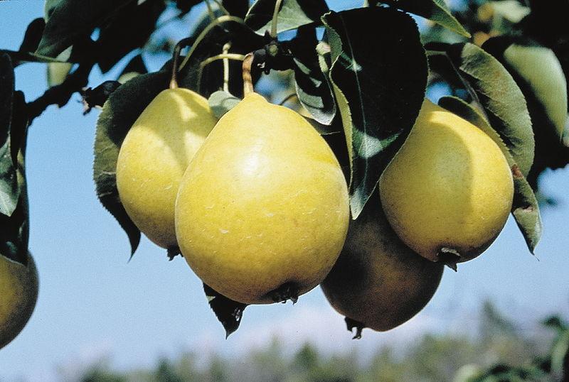 Pear Semi-Dwarf Early Gold