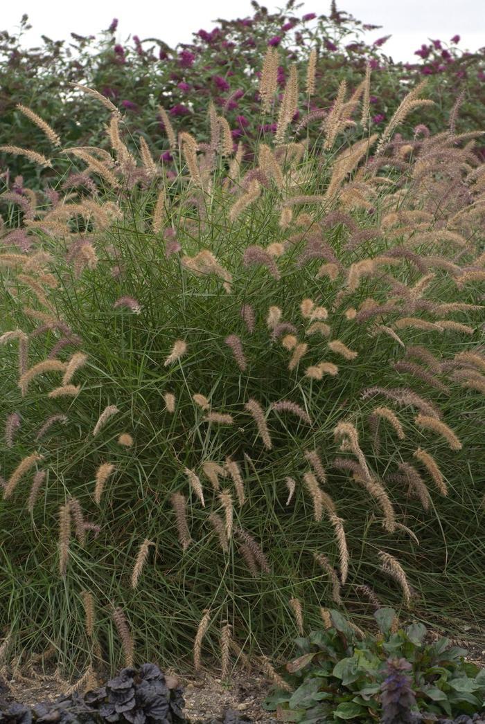 Pennisetum alopalopecuroides Jambalaya
