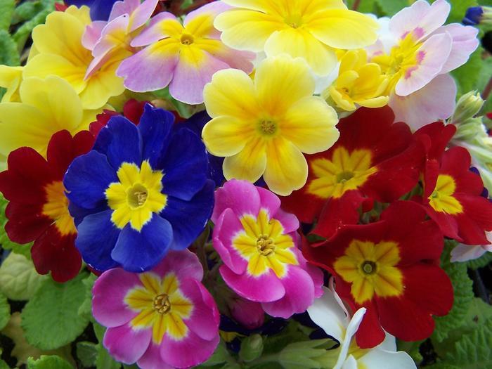 Primula Pacific Hybrids