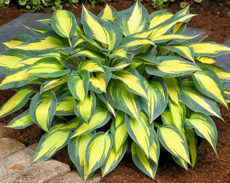 Hosta Magic Island
