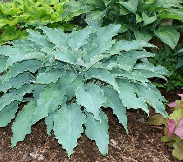 Hosta Neptune