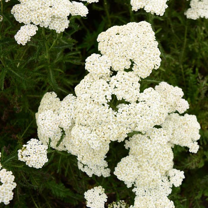 Achillea Firefly Diamond