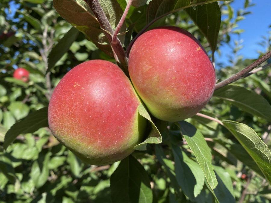 Apple Semi-Dwarf Snow Famuse