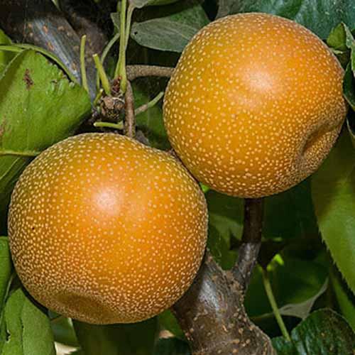 Asian Pear Semi-Dwarf Hosui