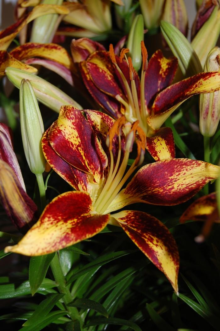 Lilium Lily Looks Tiny Sensation PP17,617