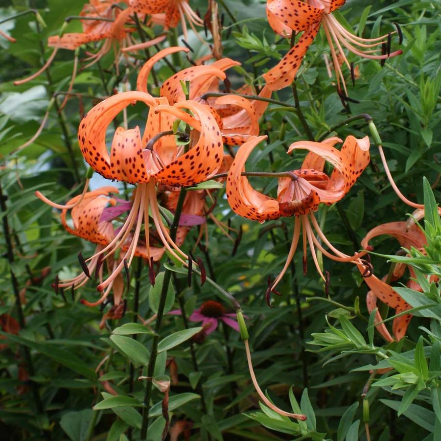 Lilium tigrium Splendens