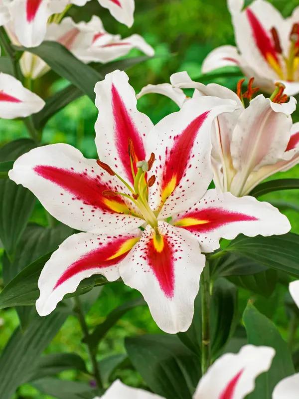 Lilium Oriental Big Smile