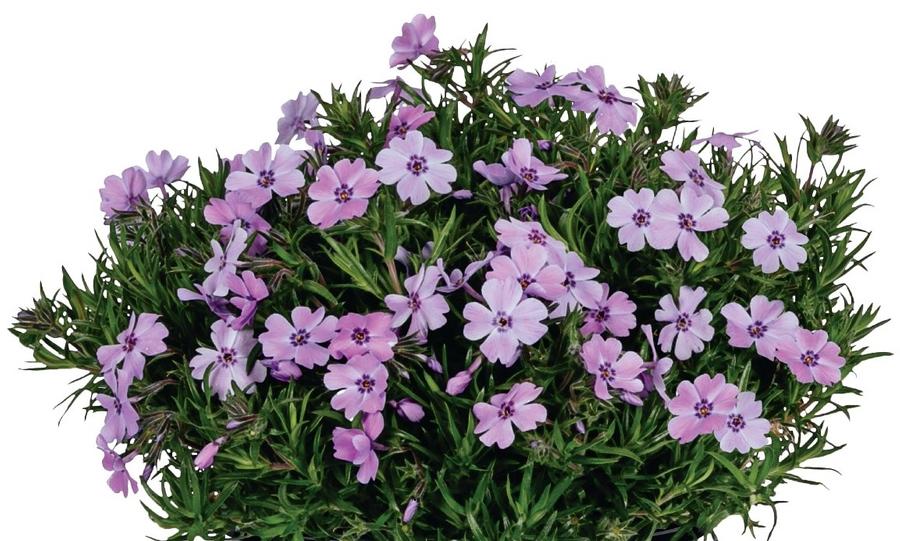 Phlox Spring® Lilac