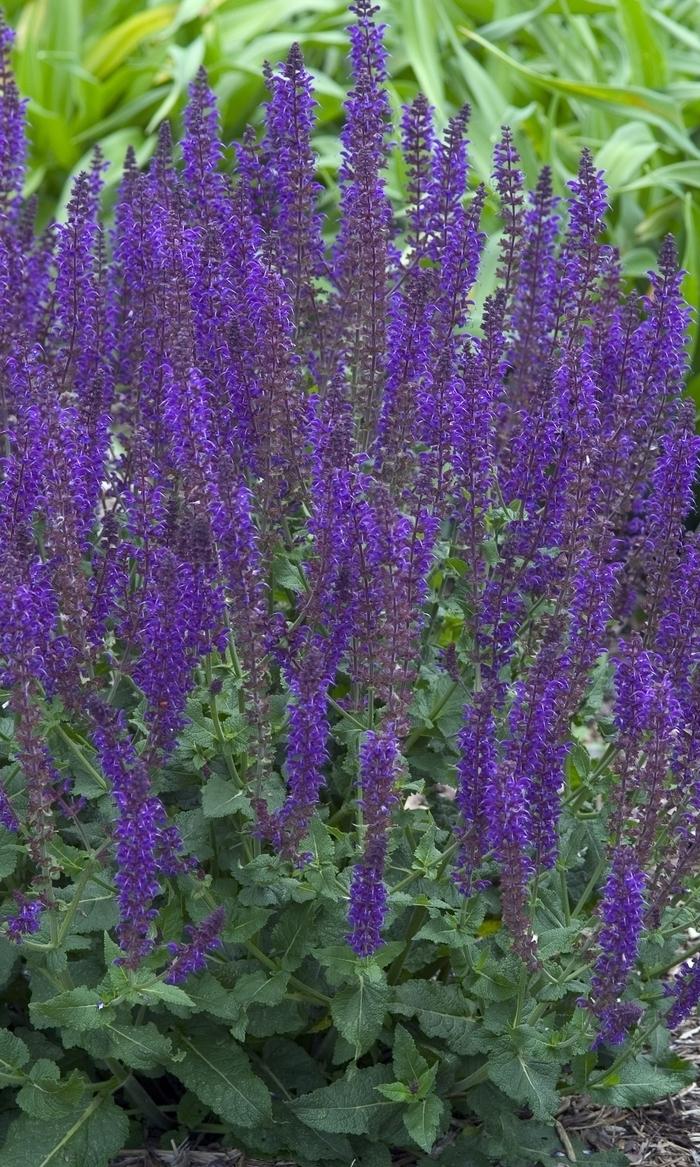 Salvia nemorosa May Night