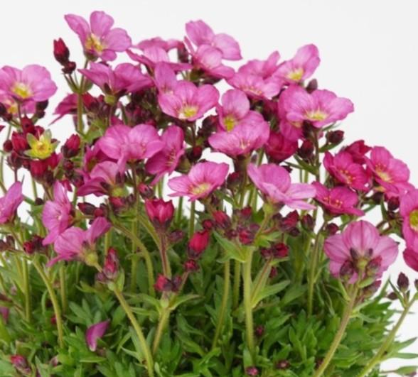 Saxifraga x arendsii Scenic Pink