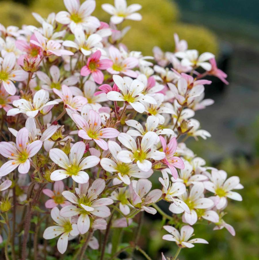 Saxifraga x arendsii Scenic Apple Blossom