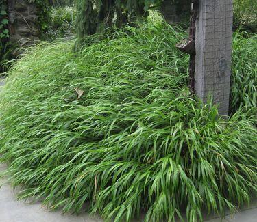 Hakonechloa macra 