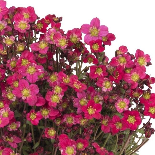 Saxifraga x arendsii Scenic Red