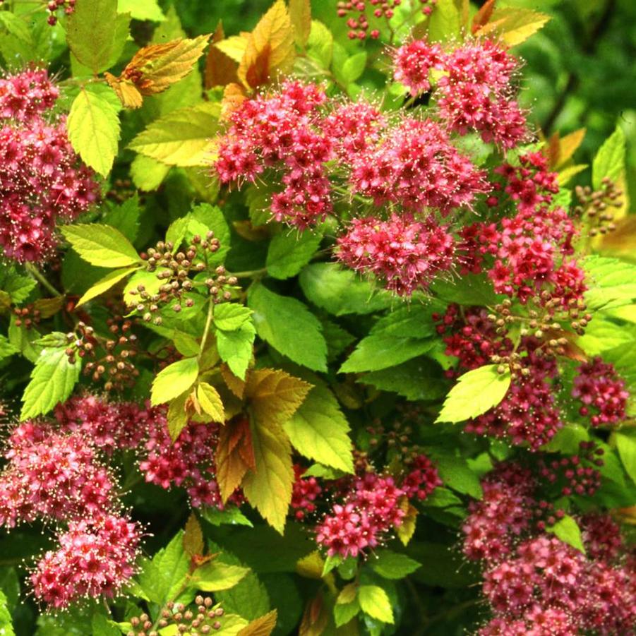 Spiraea x bumalda Magic Carpet PP9363