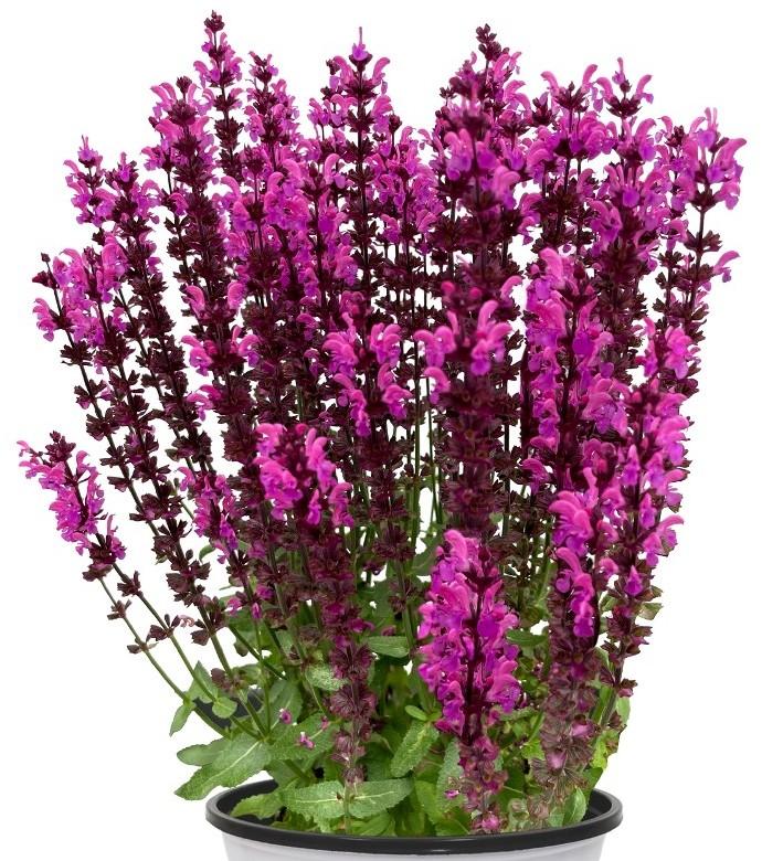 Salvia nemorosa Salute Neon Pink