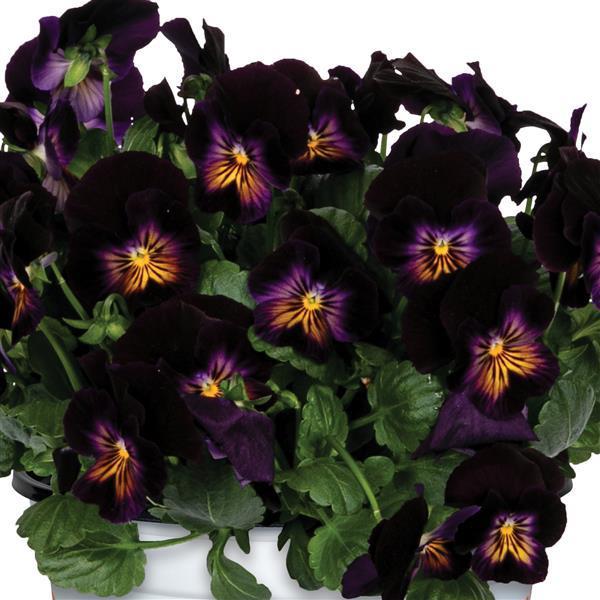 Viola cornuta Spring Morning Glow