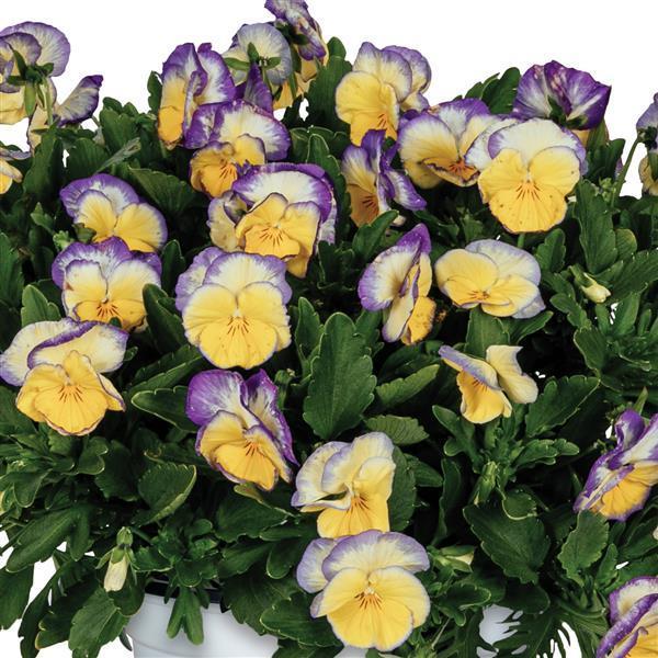 Viola cornuta Spring Morning Sunny Purple