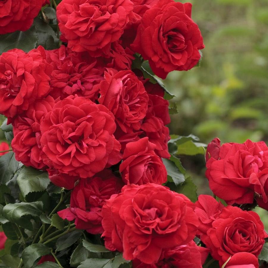 Rosa Climbing Crimson Sky™ PP18564