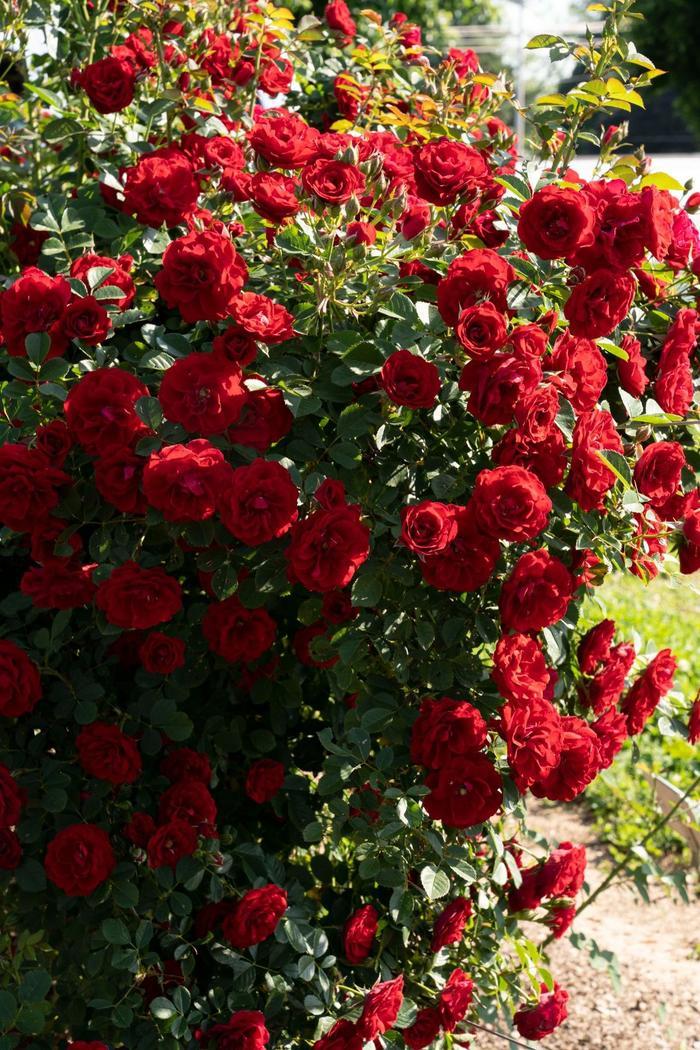 Rosa Climbing Cherry Frost™ PPAF