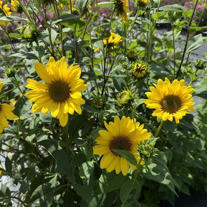 Helianthus Suncatcher