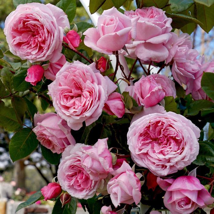 Rosa Climbing Arborose® Kiss Me Kate™ PP30810