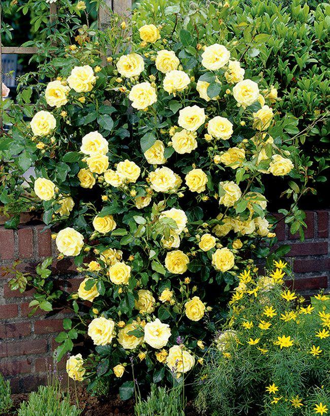 Rosa Climbing Golden Showers