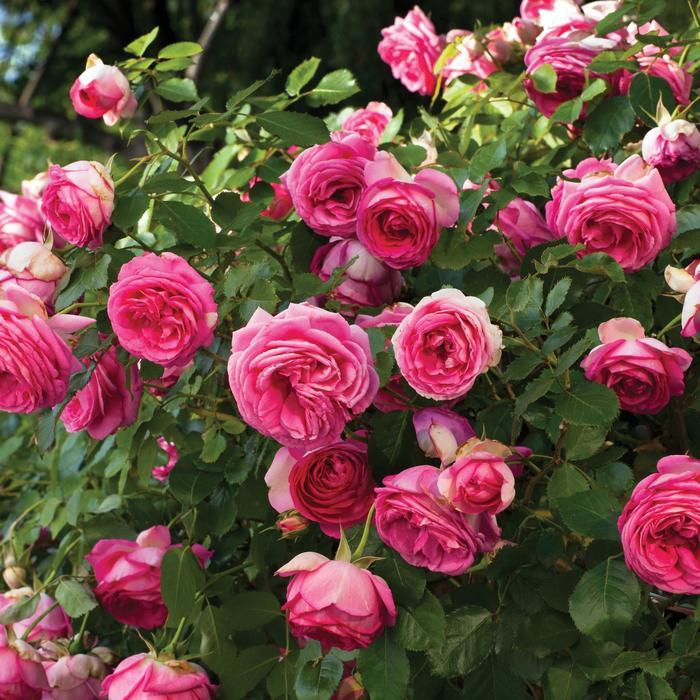 Rosa Climbing Pretty In Pink Eden Climber® PP20953