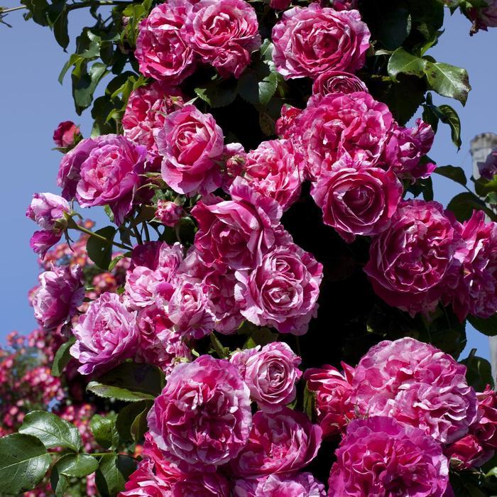 Rosa Climbing Raspberry Cream Twirl™ PP22470