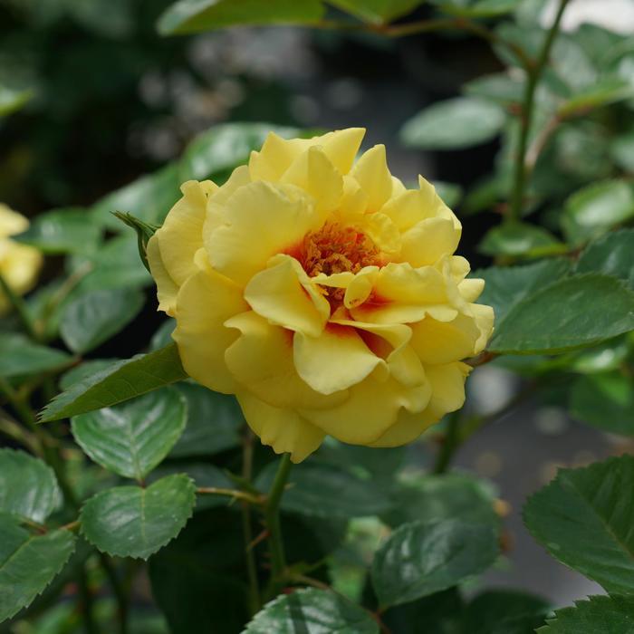 Rosa Climbing Rise Up® Ringo