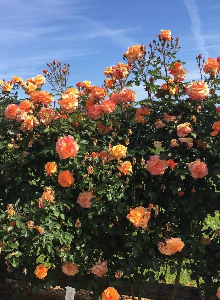 Rosa Climbing Tangerine Skies™ Arborose® PPAF