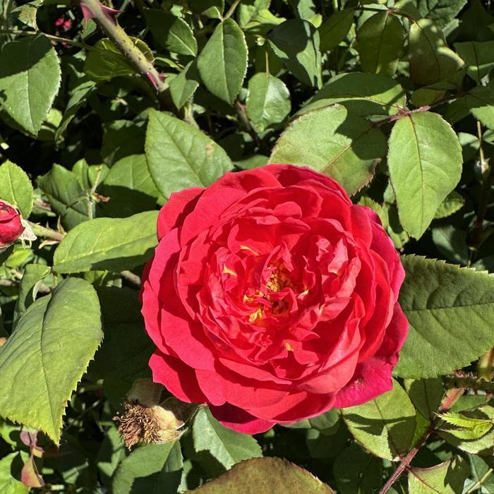 Rosa David Austin Benjamin Britten™