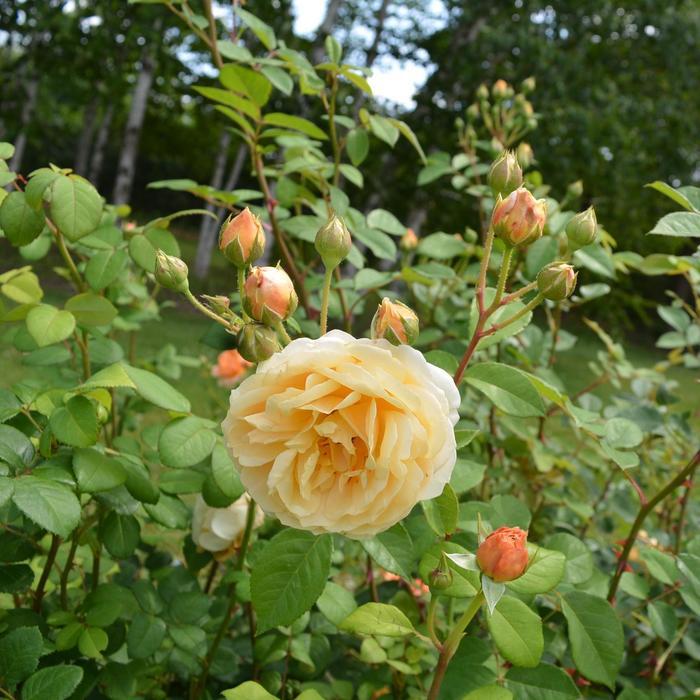 Rosa David Austin Charles Darwin PP13992