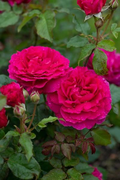 Rosa David Austin Gabriel Oak PP32849