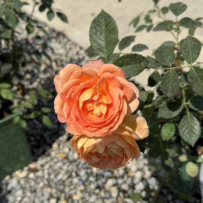 Rosa David Austin Lady of Shalott™ PP22171