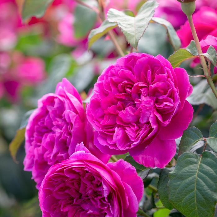 Rosa David Austin James L. Austin PPAF