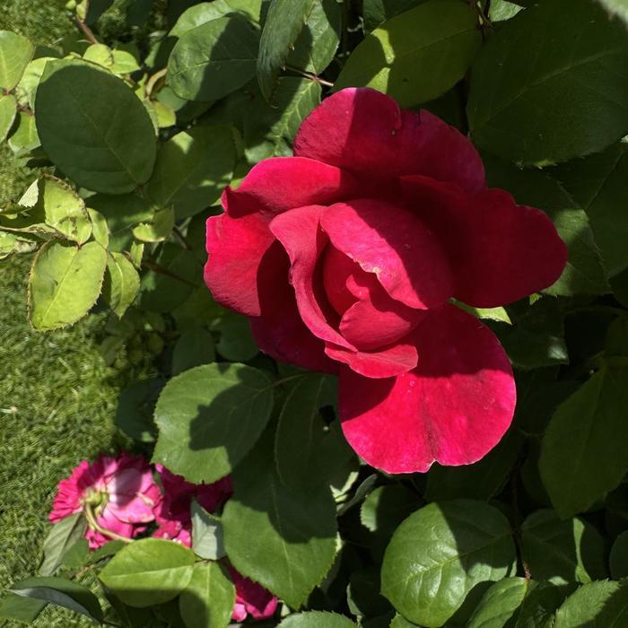 Rosa David Austin Sophy's Rose PP11422